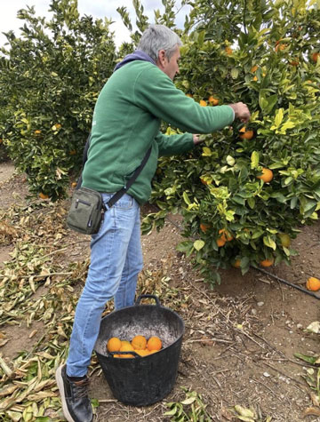 carlos-recolectando-naranjas