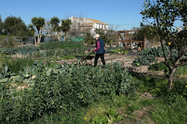 con la carretilla por el huerto