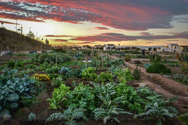 huertos-alboraia-alquiler-de-huertos-en-valencia