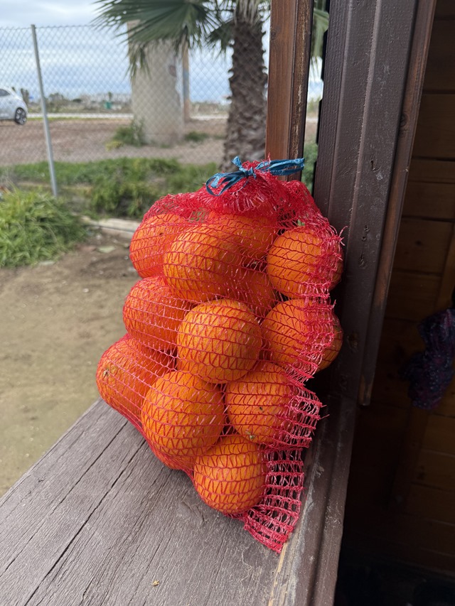venta-naranjas-huerrtos-alboraia-1
