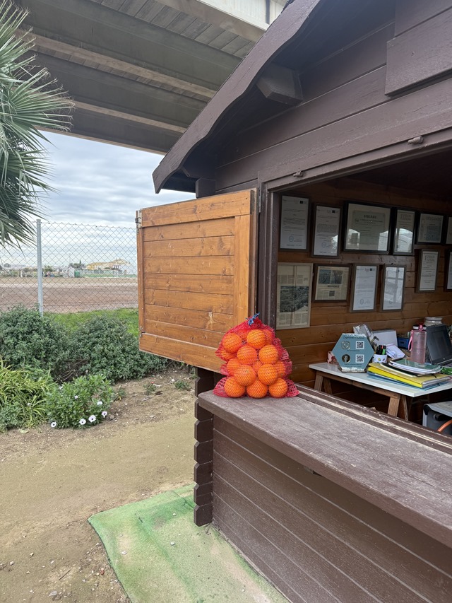 venta-naranjas-huerrtos-alboraia-2