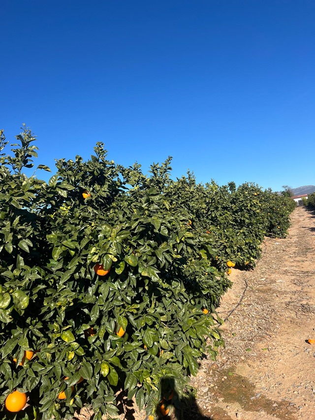 venta-naranjas-huerrtos-alboraia-4